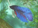 Betta splendens