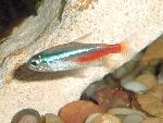 Neon Tetra