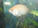 Honey Gourami