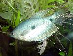 A large blue gourami