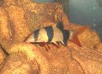 Clown Loach