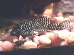 Queen pleco