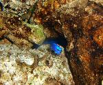 Blue damsel in a cave