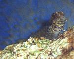 Algae Blenny