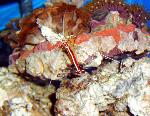 Cleaner Shrimp