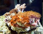 Pile of corals