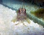 Blenny portrait