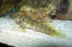 Algae blenny