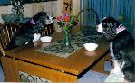 Bowie and Buttons enjoying dinner together.