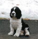 Ben as a puppy.