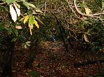 Sue through a tree tunnel.