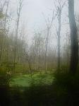 Super misty swamp.