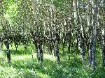 A grove of aspens.