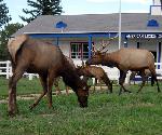 More elk.