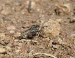 A robber fly.