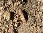 A well-camouflaged grasshopper.