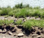 Some ducks in Lake Estes.