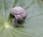 An adorable land snail.