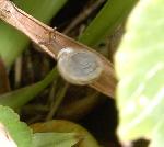 Another land snail.