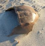 Once a horseshoe crab