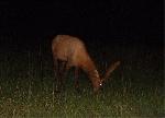 An elk in the dark.