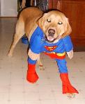 The dog was superman.