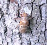 A nymph on its way up a tree.